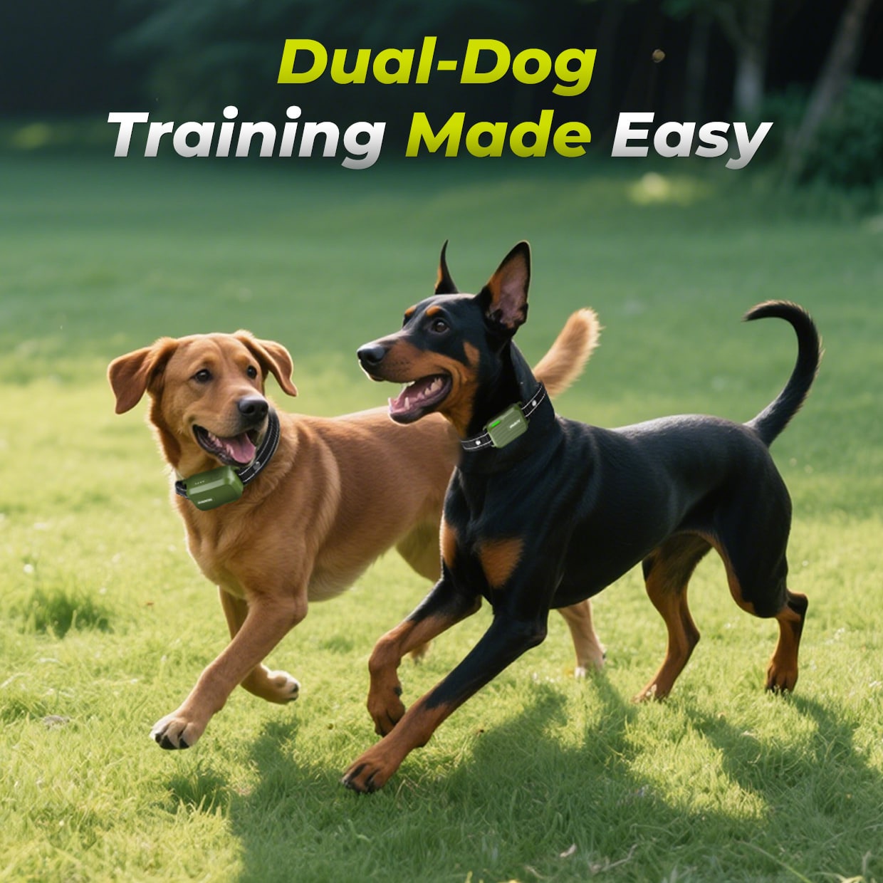 Safety Lock - Dog training device